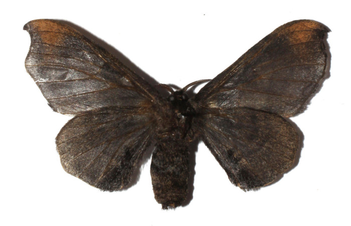 Figura 14. Adulto de <i>Quentalia</i> lividiaDHJ02 (Bombycidae), hembra vista dorsal, localidad Estación San Gerardo, Sector San Gerardo ACG (575). Voucher: 17-SRNP-1694-DHJ930587 jpg.