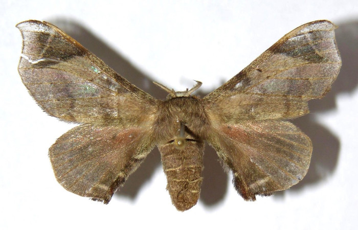 Figura 17. Adulto de <i>Quentalia</i> surynortaDHJ03 (Bombycidae), hembra vista dorsal, localidad Estación San Gerardo, Sector San Gerardo ACG (575). Voucher: 95-SRNP-11541-DHJ329598 jpg.