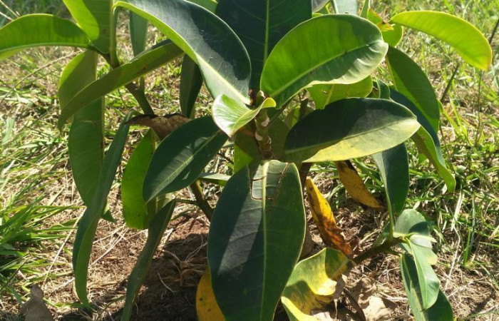 Figura 19. Planta hospedera de <i>Quentalia</i> lividiaDHJ02 (Bombycidae), esta planta se llama <i>Ficus jimenezii</i> (Moraceae), localidad Medrano Estación Quica Sector Pitilla ACG (380m), Foto: Ricardo Calero, 11 Setiembre 2024.