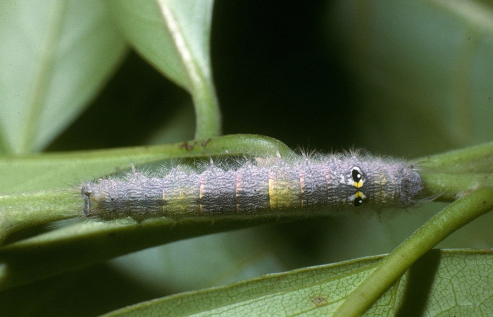Fig. 3 Larva <i>Euglyphis gutturalis</i> (Lasiocampidae), vista diagonal mide 28mm. Casa Potrero Grande, Sector Santa Elena, 17m 04-SRNP-13042-DHJ86272.jpg