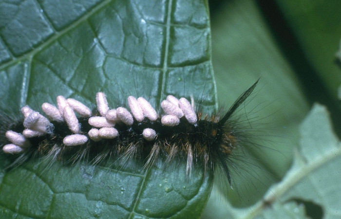 Figura. 9 Larva <i>Olceclostera amoria</i>, PU estadio, vista lateral, con capullos de parásitos Glyptapanteles hugokonsi de la familia Braconidae. Voucher 04-SRNP-2869-DHJ84409.jpg.
