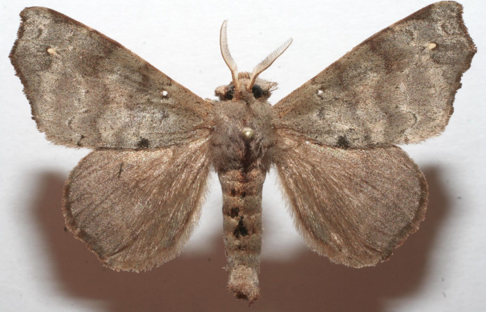 Figura 6. Adulto de <i>Olceclostera avangareza</i>, (Apatelodidae), vista dorsal. Voucher 08-SRNP-102736-DHJ626800.jpg.