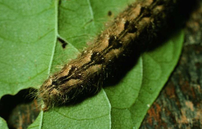 Figura 4. <i>Olceclostera avangareza</i>, (Apatelodidae), último estadio, posición dorsal parte trasera, Sector Santa Rosa. Voucher 95-SRNP-8493-DHJ25665.jpg.