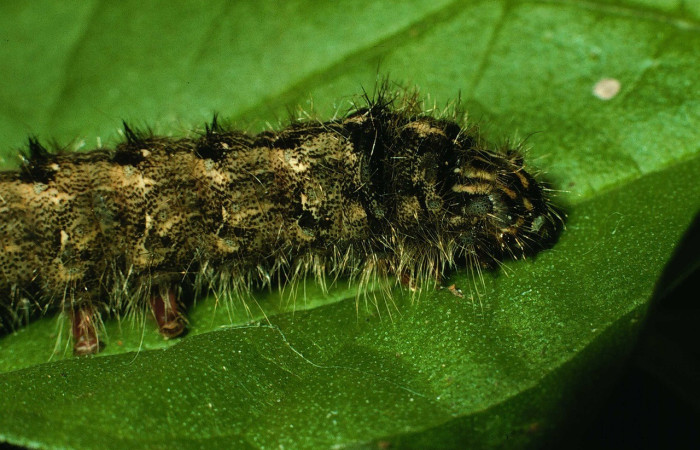 Figura 3. <i>Olceclostera avangareza</i>, (Apatelodidae), último estadio, posición lateral tórax, Sector Santa Rosa. Voucher 95-SRNP-8493-DHJ25673.jpg.