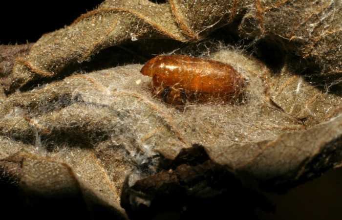 Fig 6. Restos de pupario de 6 mm de largo, <i>Leskia</i> Wood01DHJ08, de familia  Tachinidae (moscas); parásito en larva <i>Asturodes junkoshimurae</i>. Estación Biológica Pitilla. Voucher 05-SRNP-34158-DHJ415489.jpg.