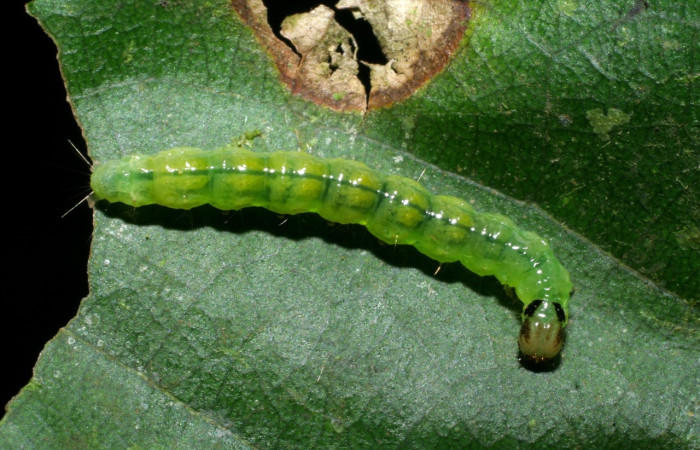 Fig 14. <i>Asturodes fimbriauralis</i>, en último estadio, mide 21 mm de largo, vista dorsal entero. Estación Biológica Quica.Voucher 08-SRNP-70692-DHJ444012.jpg.