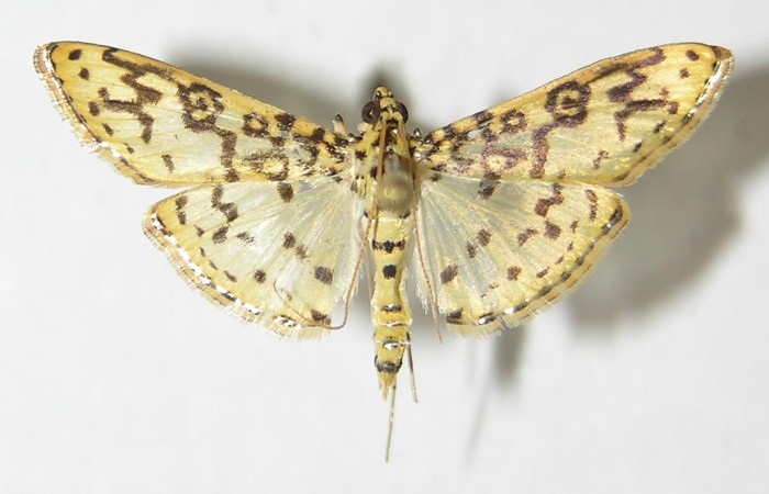  Fig 10. Adulto <i>Asturodes junkoshimurae</i>, familia Crambidae vista dorsal, mide 23 mm en alas abiertas. Voucher 09-SRNP-6584-DHJ524688