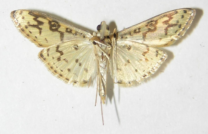  Fig 11. Adulto <i>Asturodes junkoshimurae</i>, familia Crambidae vista ventral, mide 23 mm en alas abiertas. Voucher 09-SRNP-6584-DHJ524689.