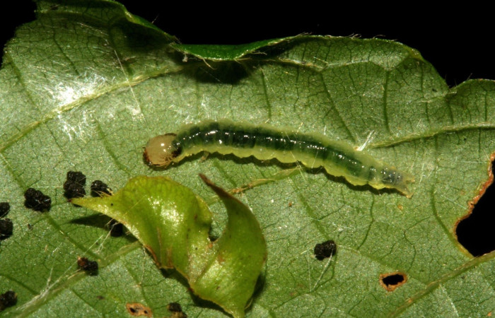 Fig 1. Larva <i>Asturodes junkoshimurae</i>, en penúltimo estadio, 11mm de largo, vista dorsal entero, toma de imágenes en San Cristóbal. Voucher 09-SRNP-717-DHJ450340.jpg