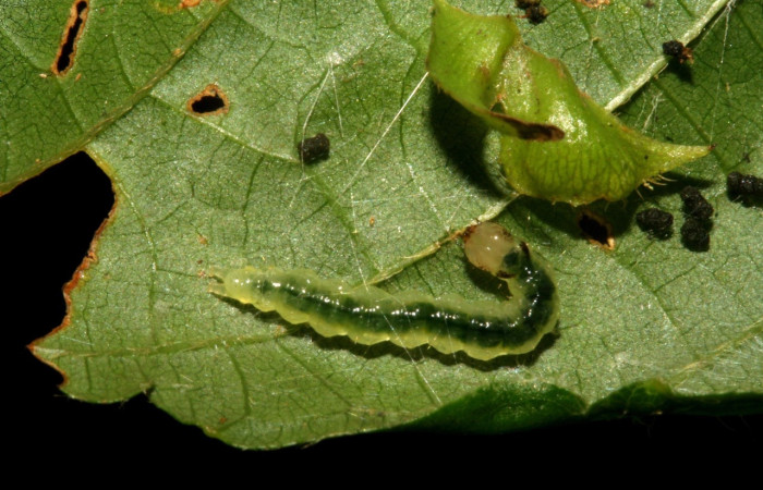 Fig 3. Larva <i>Asturodes junkoshimurae</i>, en penultimo estadio,11mm de largo, vista dorsal entero, imágenes San Cristóbal   Voucher 09-SRNP-717-DHJ450344.jpg  