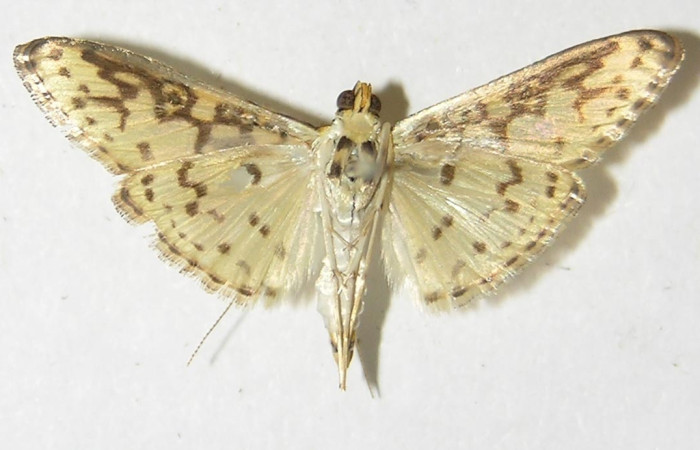 Fig 13. Adulto <i>Asturodes junkoshimurae</i>, familia Crambidae vista ventral, mide 23 mm en alas abiertas. Voucher 10-SRNP-294-DHJ524715.