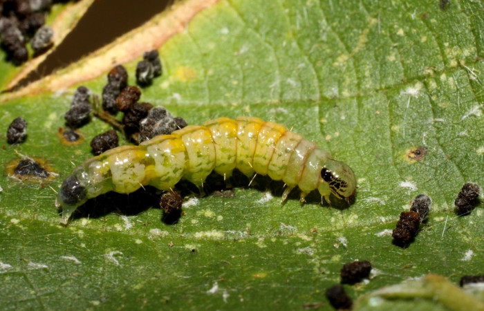 Fig 5. Prepupa de larva <i>Asturodes junkoshimurae</i>, vista dorsal entero, con 14 mm de largo, imágenes Estación Caribe.  Voucher 10-SRNP-41236-DHJ468851.jpg