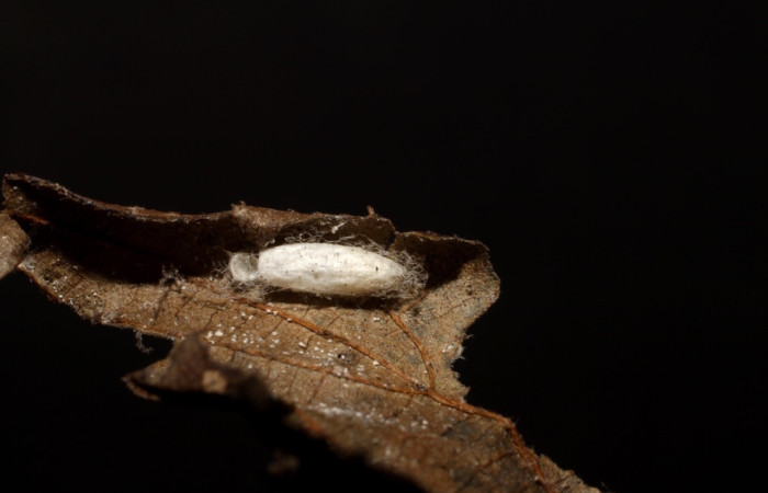 Fig 8 Capullo eclosionado de <i>Apanteles irenecarrilloae</i> de la familia Braconidae (avispas), parásito en larva <i>Asturodes junkoshimurae</i>. Voucher 10-SRNP-42112-DHJ496450.jpg.