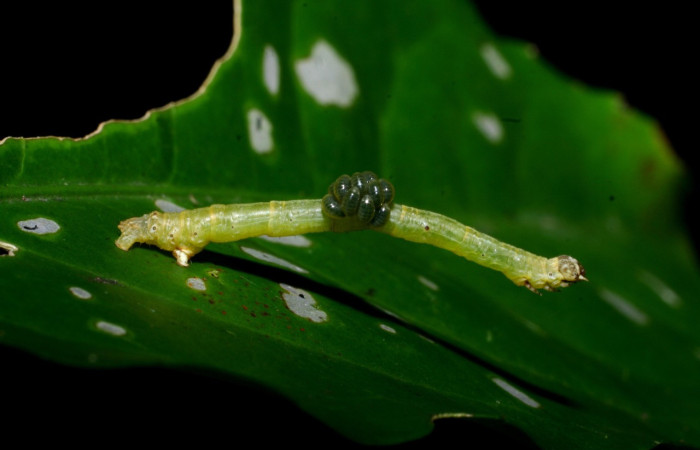 Figura 1. <i> Sicya medangula</i> (Geometritadae).Vista lateral Voucher. 08- SRNP-35772-DHJ441361.
