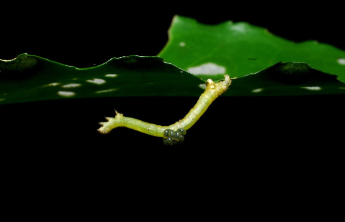 Figura 2. <i> Sicya medangula</i> (Geometritadae). Vista lateral Voucher. 08- SRNP-35772-DHJ441362.