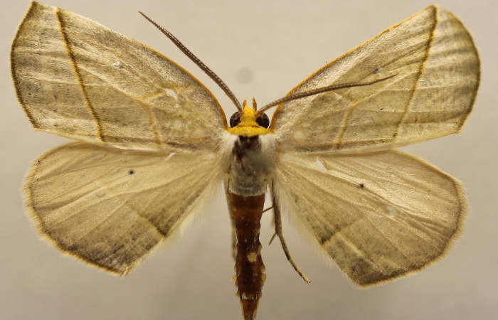 Figura 12.Adulto de <i>Sicya medangula</i> (Geometritadae).vista dorsal Voucher 19-SRNP-35339-DHJ952980.