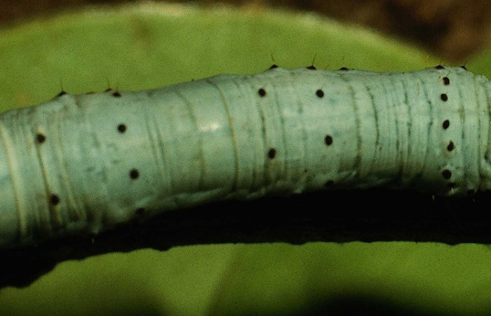 Figura 6. <i> Sicya medangula</i> (Geometritadae). Vista dorsal Voucher. 94- SRNP-4701-DHJ26973.
