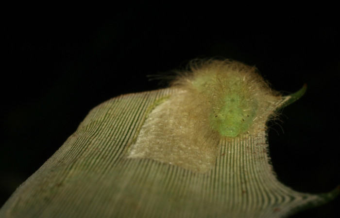 Fig. 4. Vista de larva <i>Napaea umbra</i>, alimentándose de su planta hospedera. Voucher: 06-SRNP-12094-DHJ409699.jpg