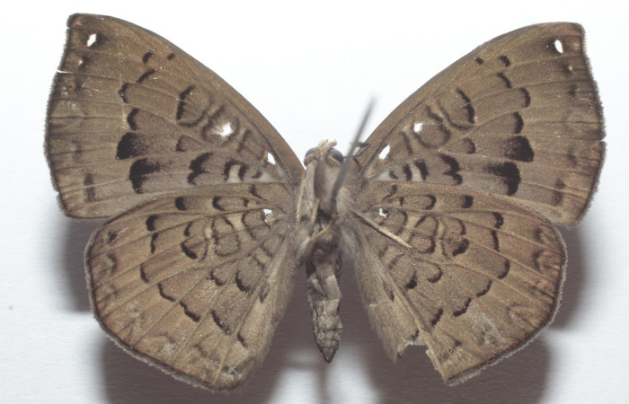 Fig. 10. Vista ventral de adulto de <i>Napaea umbra</i>. Voucher: 22-SRNP-20988-DHJ742386.JPG