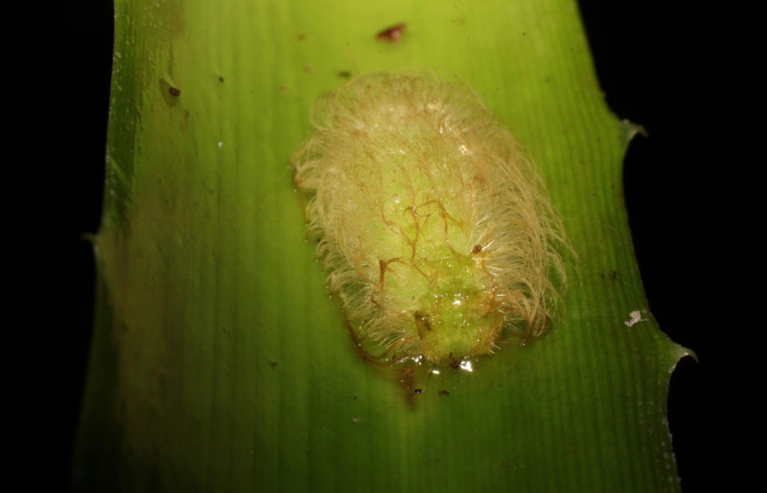 Fig. 2. Vista dorsal de larva <i>Napaea umbra</i> (Riodinidae), en último estadio. En su planta hospedera <i>Bromelia pinguin</i> (Bromeliaceae). Voucher: 22-SRNP-21009-DHJ774708.jpg