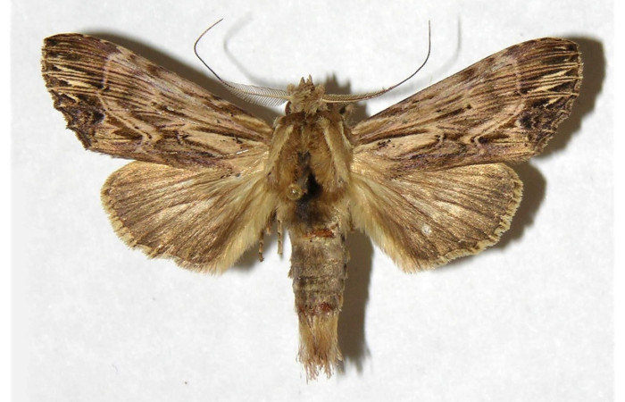 Fig. 17. Macho de <i>Xylodonta patrickgoodwilliei</i> (Notodontidae), con patrones grisáceos permitiéndoles un mejor camuflajes debido a sus hábitos nocturnos. Voucher: 00-SRNP-11094-DHJ322192.jpeg