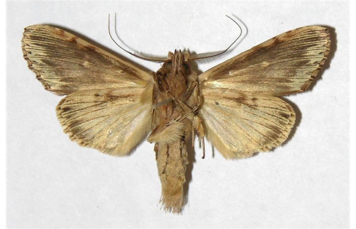 Fig. 18. Macho de <i>Xylodonta patrickgoodwilliei</i> (Notodontidae), patrones más  claros en su área ventral. Voucher: 00-SRNP-11094-DHJ322193.jpeg