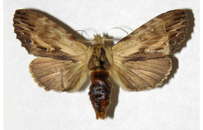 Fig. 19. Hembra de <i>Xylodonta patrickgoodwilliei</i> (Notodontidae), abdomen más robusto en comparación con los machos, ambos sexos no presentas dimorfismo. Voucher: 00-SRNP-11384-DHJ322180.jpeg