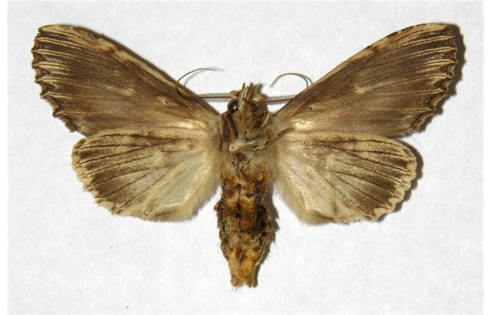 Fig. 20. Hembra de <i>Xylodonta patrickgoodwilliei</i> (Notodontidae), vista ventral con abdomen más robusto que el de los machos. Voucher: 00-SRNP-11384-DHJ322181.jpeg
