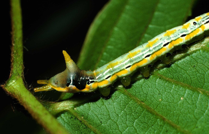 Fig. 10. Detalle cuerno posterior y coloración de <i>Xylodonta patrickgoodwilliei</i> (Notodontidae), ourga en tercer estadío larval. Voucher: 01-SRNP-2231-DHJ60746.jpg