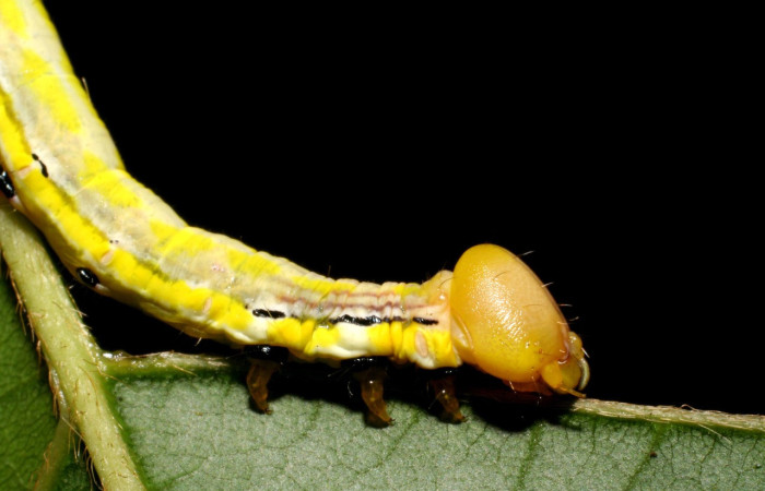 Fig. 16. Detalle de cabeza lateral y patas torácicas de <i>Xylodonta patrickgoodwilliei</i> (Notodontidae), Voucher: 06-SRNP-40459-DHJ414026.jpeg
