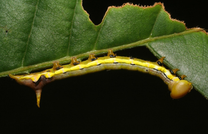 Fig. 15. Larva de <i>Xylodonta patrickgoodwilliei</i> (Notodontidae), comiendo <i>Dioclea malacocarpa</i> (Fabaceae), coloración que le permite advertir a depredadores que es tóxica o tiene mal sabor. Voucher: 06-SRNP-40459-DHJ414031.jpeg
