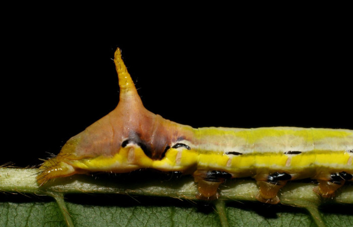 Fig. 11. Detalle cuerno posterior y coloración de <i>Xylodonta patrickgoodwilliei </i>(Notodontidae), larva  en último estadío larval. Voucher: 06-SRNP-40459-DHJ414035.jpeg