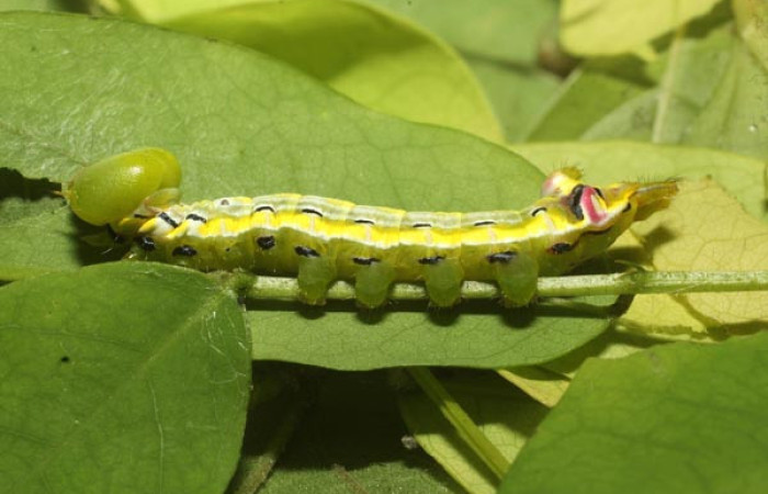 Fig. 6. Larva de <i>Xylodonta terrena</i> (Notodontidae), comiendo Lennea viridiflora (Fabaceae) Voucher: 23-SRNP-36529-DHJ794094.jpg