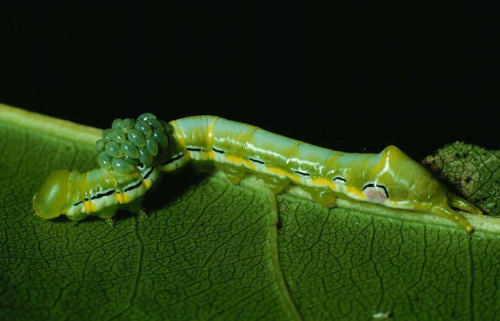 Fig. 3. Larva de <i>Xylodonta guarana </i>(Notodontidae), comiendo <i>Platymiscium parviflorum</i> (Fabacea), sobre su dorso larvas de Euplectrus hugokons (Eulophidae). Voucher: 90-SRNP-2084-DHJ13218.jpg