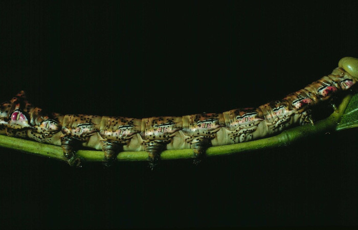 Fig. 4. Larva de <i>Xylodonta guarana</i> (Notodontidae), comiendo <i>Platymiscium parviflorum</i> (Fabacea), coloración grisácea apta para camuflarse en la hojarasca Voucher: 90-SRNP-2105-DHJ13228.jpg