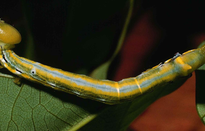 Fig. 1. Larva de  <i>ylodonta markvanputteni</i> (Notodontidae), alimentandose de <i>Pterocarpus officinalis</i>  (Fabaceae). Voucher: 99-SRNP-5630-DHJ51259.jpeg