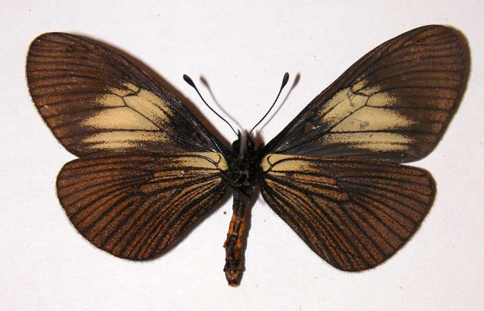 Figura 9. Adulto <i>Actinote nox</i> (Nymphalidae). Hembra posición ventral. Área de Conservación Guanacaste, 00-SRNP-585-DHJ34429.