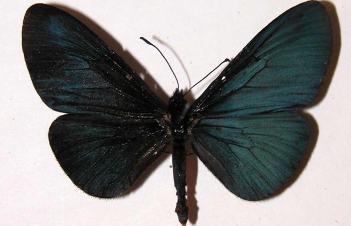 Figura 10. Adulto <i>Actinote nox</i> (Nymphalidae). Macho posición dorsal. Área de Conservación Guanacaste, 00-SRNP-592-DHJ34430.
