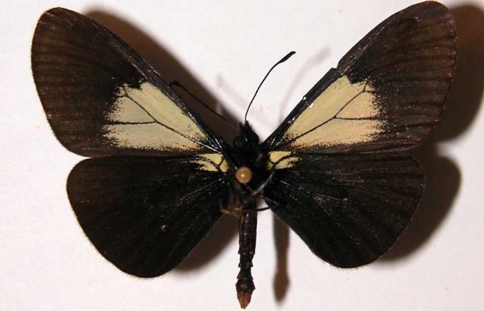 Figura 11. Adulto <i>Actinote nox</i> (Nymphalidae). Macho posición dorsal. Área de Conservación Guanacaste, 00-SRNP-592-DHJ34431.