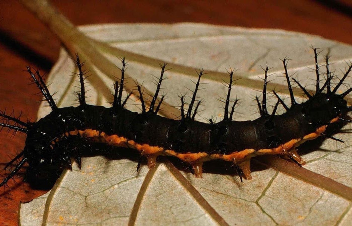 Figura 2. Larva <i>Actinote nox</i> (Nymphalidae). Posición lateral en la hoja de la planta <i>Liabum asclepiadeum</i> (Asteraceae). 00-SRNP-430-DHJ52654.jpg.