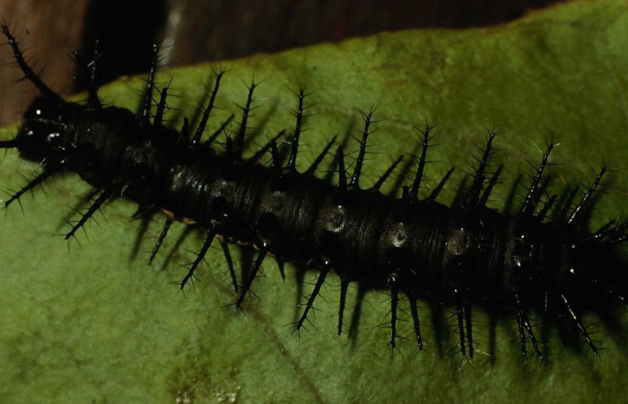 Figura 4. Larva <i>Actinote nox</i> (Nymphalidae). Posición dorsal en la hoja de la planta <i>Liabum asclepiadeum</i> (Asteraceae). 98-SRNP-2687-DHJ44348.jpg.