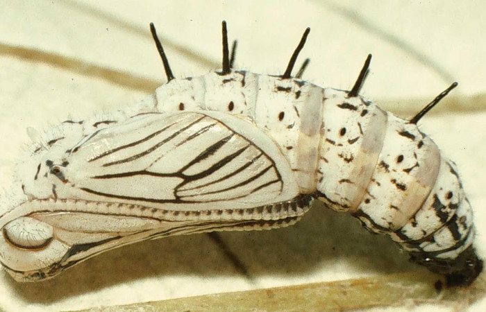 Figura 7. Pupa de <i>Actinote nox</i> (Nymphalidae). Vista lateral, Sector Santa Rosa ACG (300m). SRNP-2685-DHJ44345.jpg.