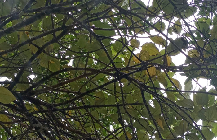 Figura 13. Planta <i>Sinclairia polyantha</i> (Asteraceae) hospedero de <i>Actinote nox</i> (Nymphalidae). Posición ramas de hojas. Area de Conservación Guanacaste, Sector Cacao. Foto Harry Ramirez.