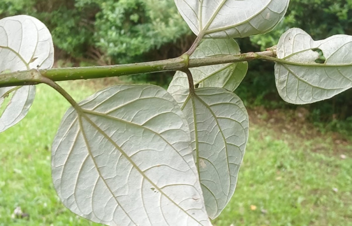 Figura 14. Planta <i>Sinclairia polyantha</i> (Asteraceae) hospedero de <i>Actinote nox</i> (Nymphalidae). Posición haz de hojas. Area de Conservación Guanacaste, Sector Cacao. Foto Harry Ramirez.