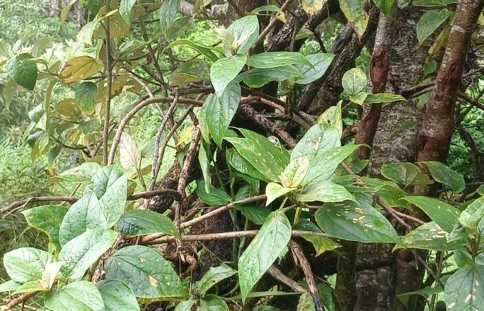 Figura 12. Planta <i>Sinclairia polyantha</i>(Asteraceae) hospedero de <i>Actinote nox</i> (Nymphalidae). posición envés de las hojas, ). Area de Conservación Guanacaste, Sector Cacao, Foto Harry Ramirez.