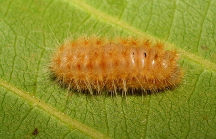 Fig.11 Larva <i>Trosia</i> Janzen03, (Megalopygidae), se alimenta <i>Terminalia catappa</i>, (introducido),(Combretaceae), mostrando la parte dorsal entero. Voucher: 06-SRNP-42219-DHJ414631.jpg.