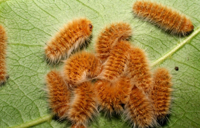 Fig.17 Grupo larvas <i>Trosia</i> Janzen03, (Megalopygidae), se alimenta <i>Terminalia catappa</i>, (introducido),(Combretaceae), mostrando la parte dorsal entero. Voucher: 06-SRNP-42206-DHJ416947.jpg.