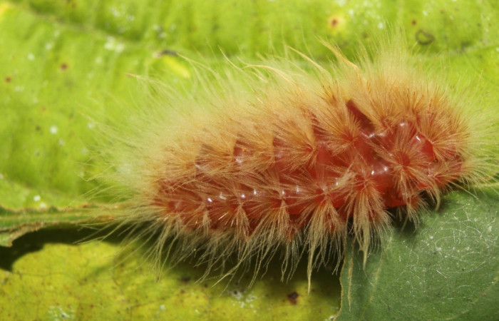 Fig.18 larvas <i>Trosia nigropunctigera</i>, (Megalopygidae), se alimenta <i>Vochysia guatemalensis</i>, (Vochysiaceae), mostrando la parte lateral entero. Voucher: 18-SRNP-70840-DHJ742140.jpg.