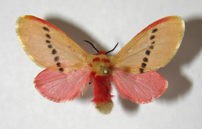 Fig.1 Adulto <i>Trosia</i> Janzen03, Megalopygidae, mostrando la parte lateral dorsal. Voucher: 06-SRNP-42228-DHJ353752.