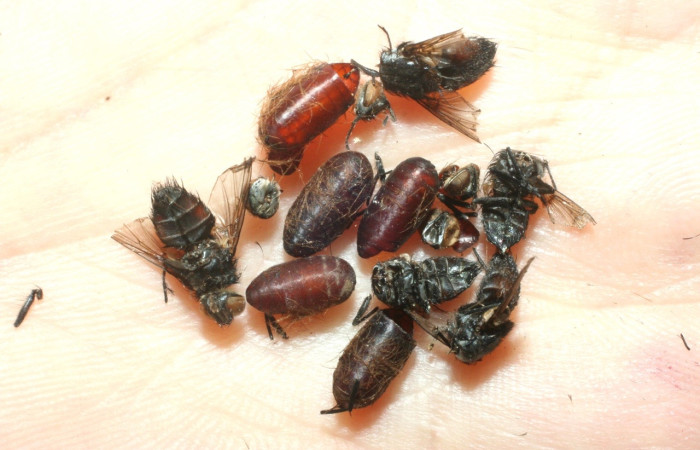 Fig.20 Pupario <i>Trosia nigropunctigera</i>, (Megalopygidae), se alimenta <i>Miconia xalapensis</i>, ,(Melastomataceae), mostrando pupario (Tachinidae), Avibrissosturmia Wood02. Voucher: 07-SRNP-2699-DHJ452695.jpg.